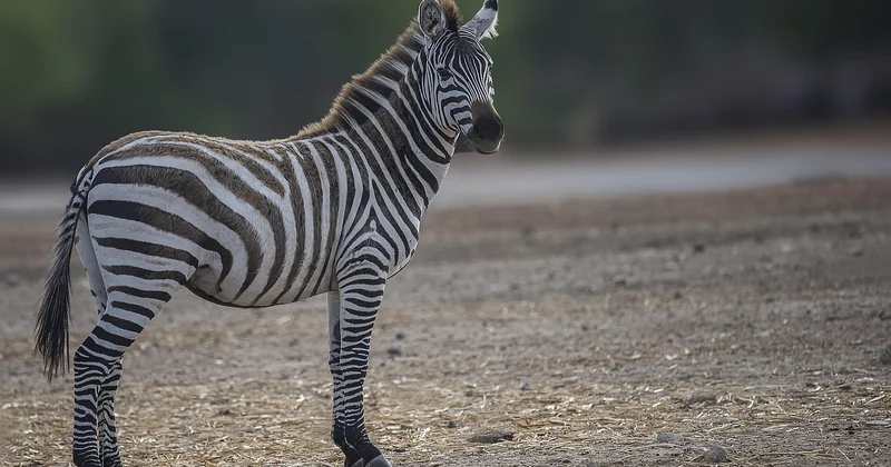 Où voir des animaux sauvages dans le monde : les destinations qui valent le voyage