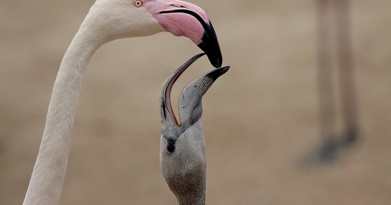 Observer les animaux sauvages : destinations nature à privilégier