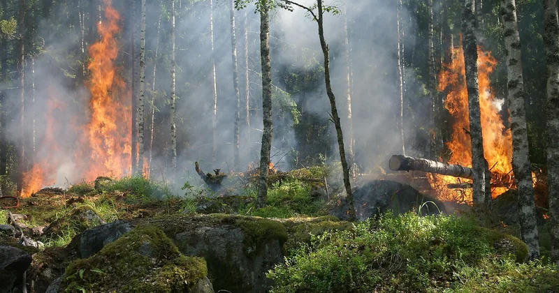 Réserve naturelle ou parc national : quelle différence pour vous ?